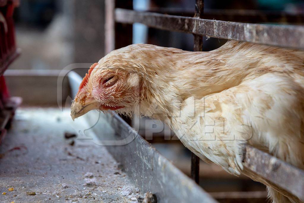 Sick white chicken reaching through the bars of a cage at poultry meat market