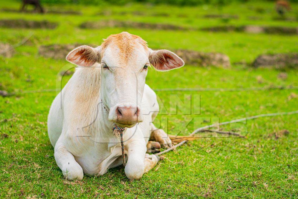 Indian cow sitting in green field on dairy farm in a rural village in Assam, India