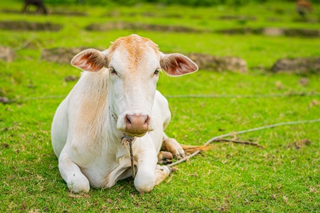 Indian cow sitting in green field on dairy farm in a rural village in Assam, India