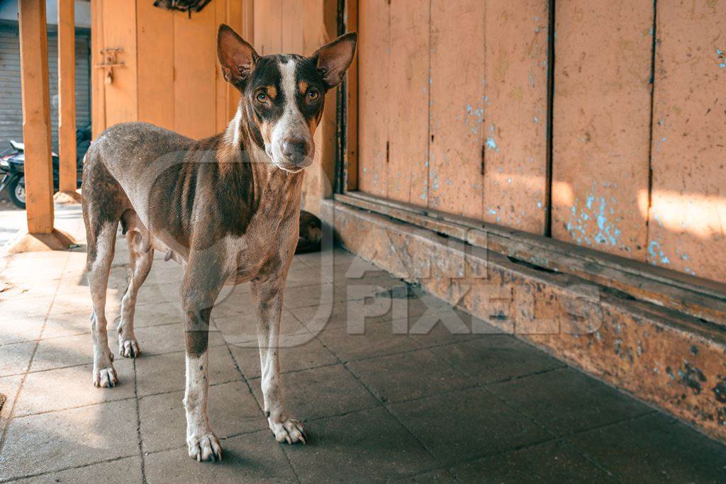 Indian street dog or stray pariah dog with orange wall background, Malvan, Maharashtra, India, 2022