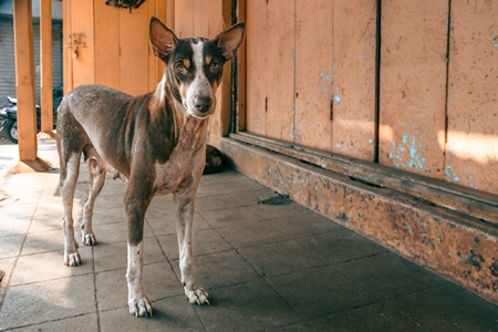 Indian street dog or stray pariah dog with orange wall background, Malvan, Maharashtra, India, 2022
