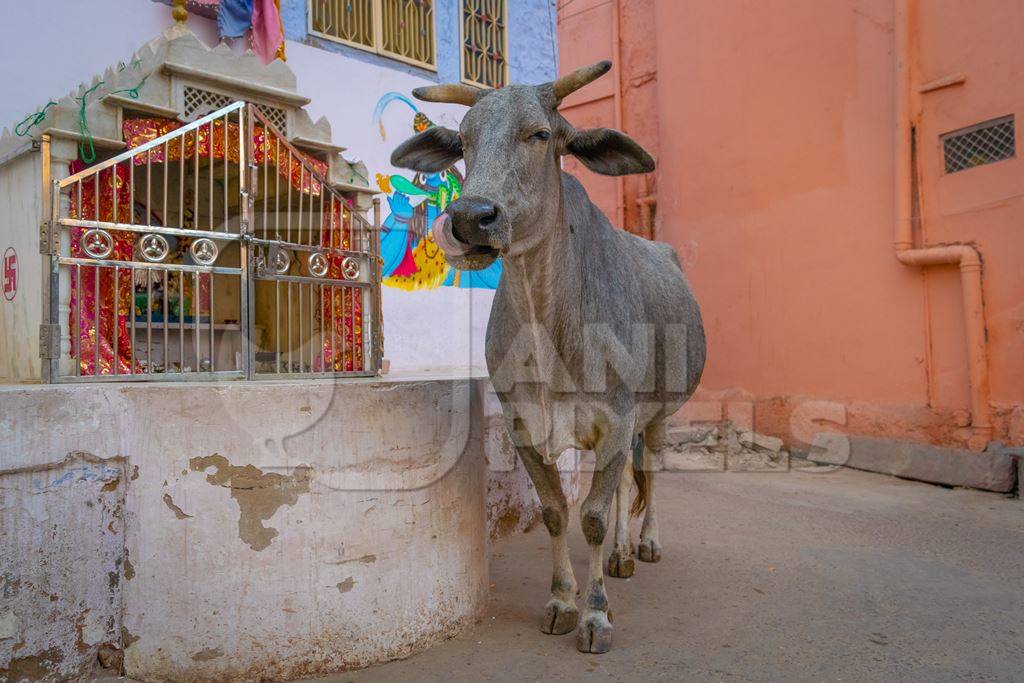 Indian street cow or bullock walking on the street in the urban city of Jodhpur in Rajasthan in India with orange wall background