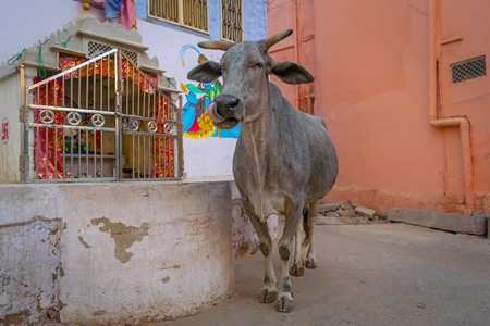 Indian street cow or bullock walking on the street in the urban city of Jodhpur in Rajasthan in India with orange wall background