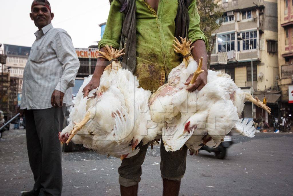 Broiler chickens hanging upside down being unloaded from transport trucks near Crawford meat market in Mumbai