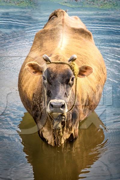 Large brown cow standing in a pool of water