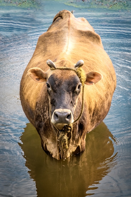 Large brown cow standing in a pool of water