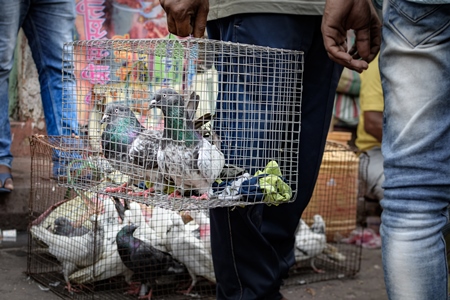 Homing pigeons or racing pigeons in cages on sale at Galiff Street pet market, Kolkata, India, 2022