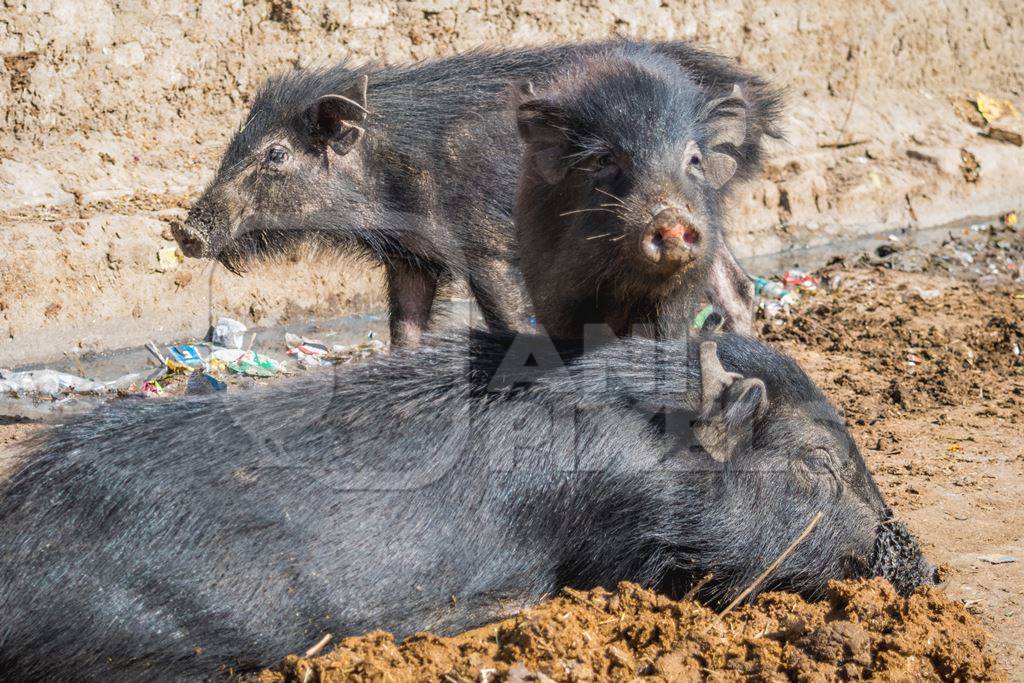 Black feral pigs in dirty muddy street in city