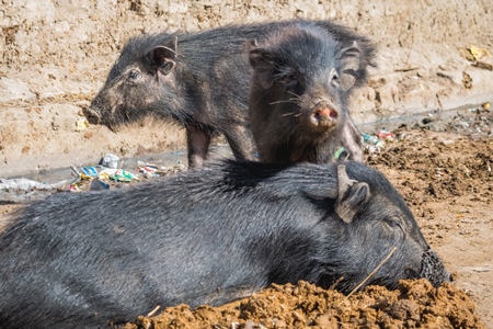 Black feral pigs in dirty muddy street in city