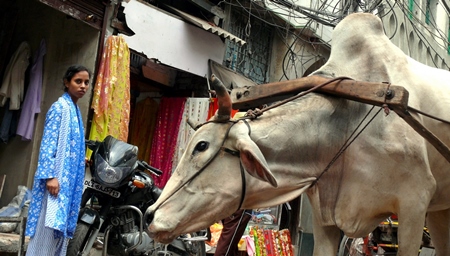 Bullock pulling cart along street in city