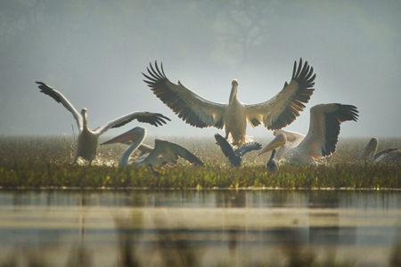 Flock of pelicans taking flight