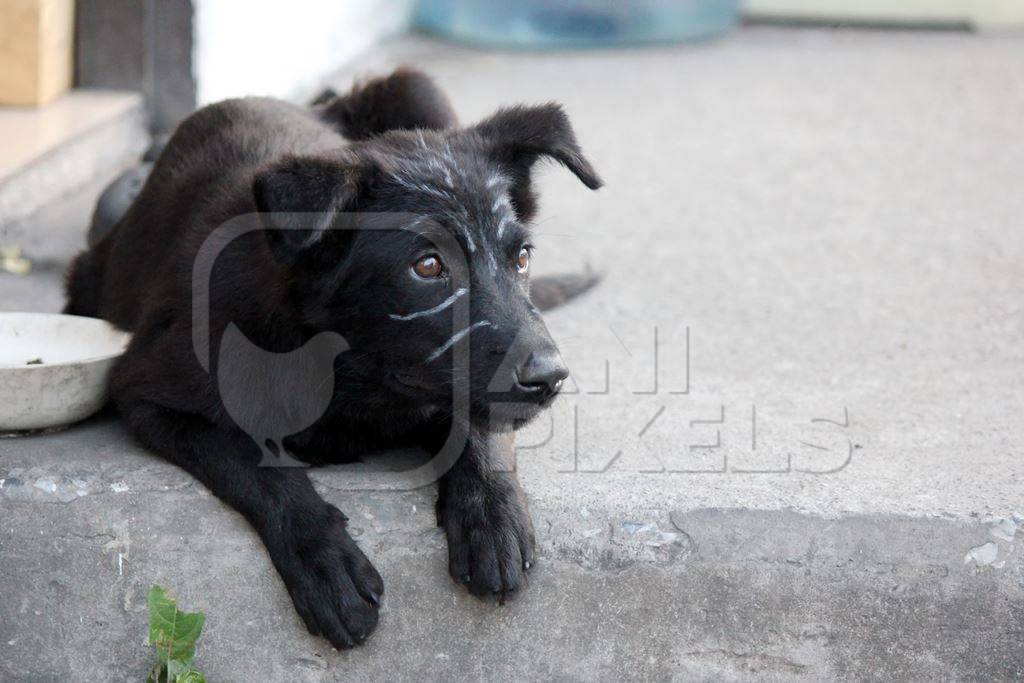 Black street puppy lying on ground