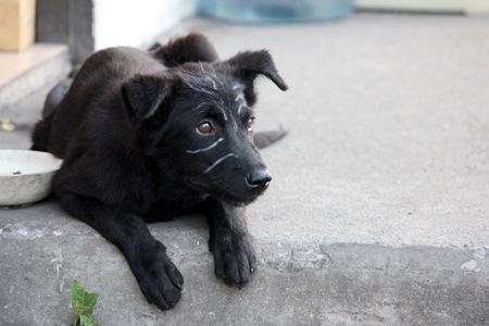 Black street puppy lying on ground