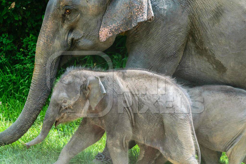 Elephants used for tourist elephant safari rides in Kaziranga National Park