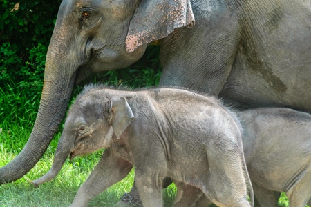 Elephants used for tourist elephant safari rides in Kaziranga National Park