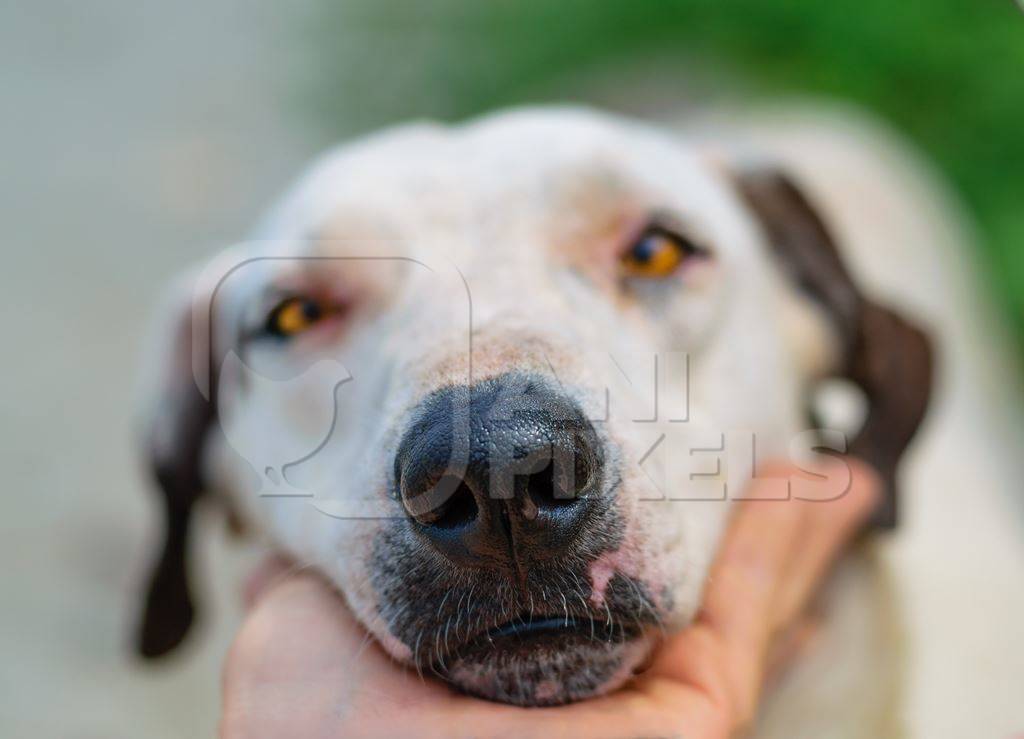 Close up of face and nose of stray street dog