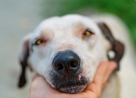 Close up of face and nose of stray street dog