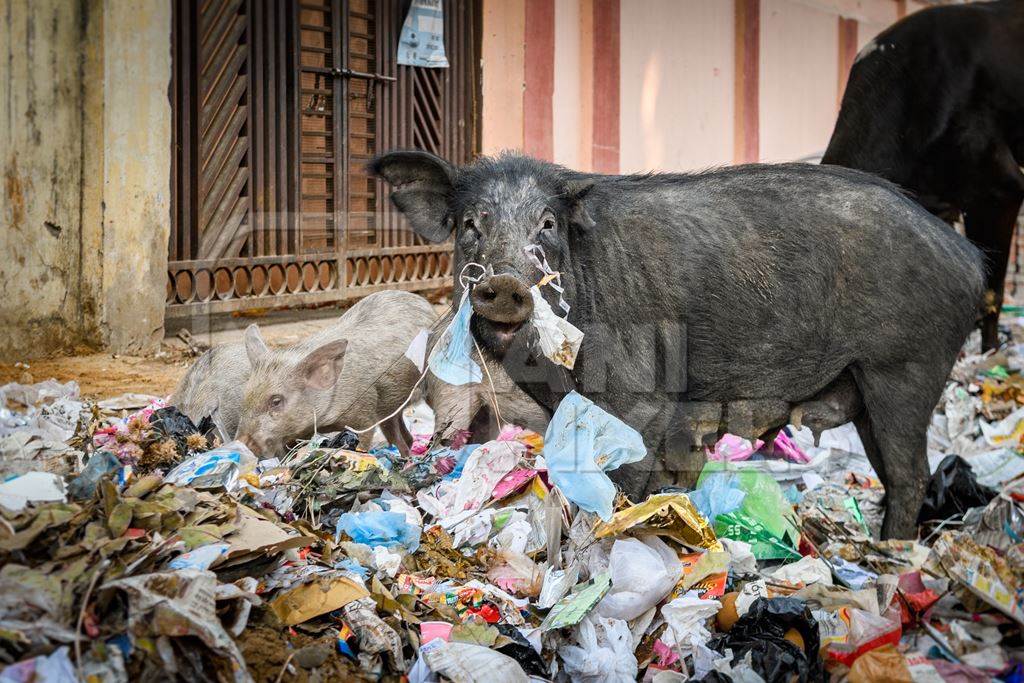 Indian urban or feral pigs scavenging for food in pile of garbage and waste in a street in Jaipur, India, 2022