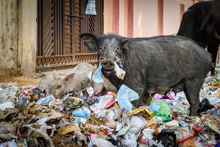 Indian urban or feral pigs scavenging for food in pile of garbage and waste in a street in Jaipur, India, 2022