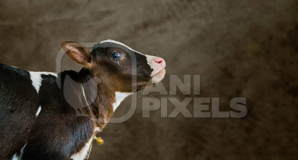 Composite image of sad crying dairy calf with brown background
