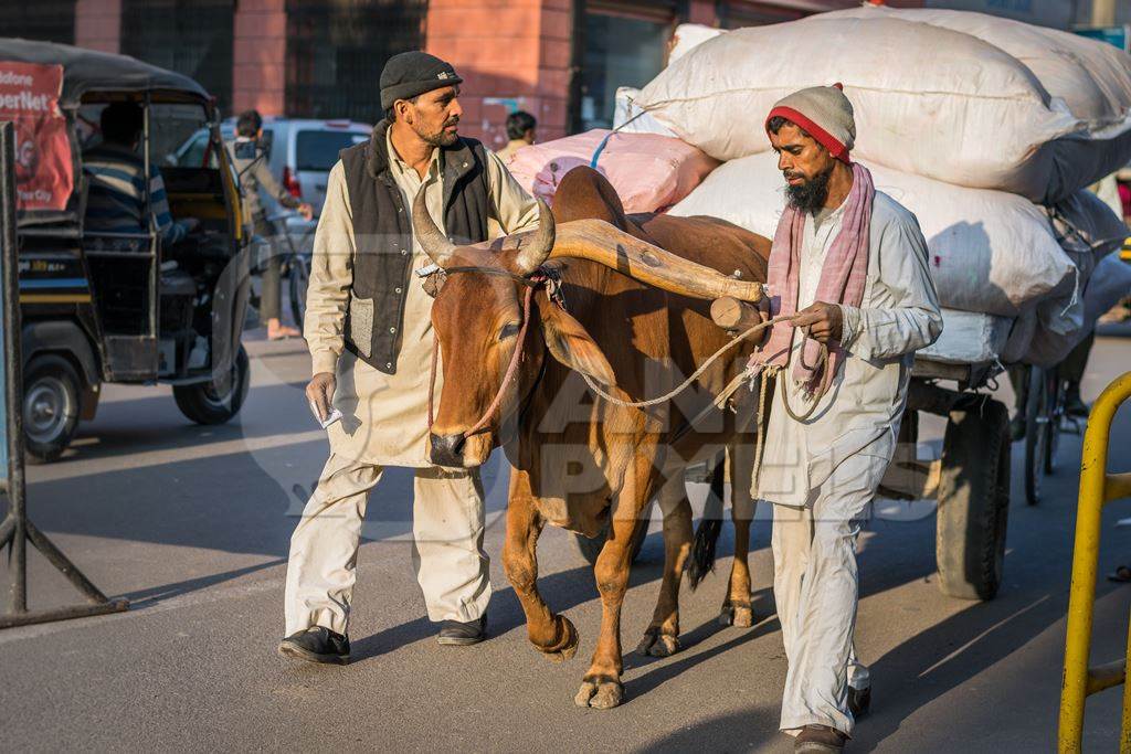 Photo of working bullock or bull used for animal labour pulling a heavy cart on the road with two men in the city of Bikaner in India, 2017
