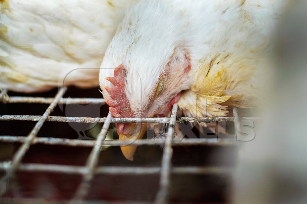 Dead broiler chickens on a truck being transported to slaughter in an urban city