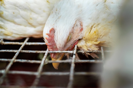 Dead broiler chickens on a truck being transported to slaughter in an urban city