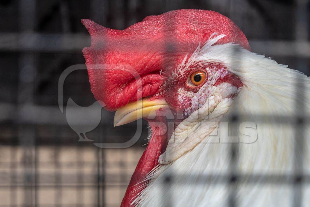 Large rooster or cockerel with red comb in a cage at a mini zoo at Dolphin Aquarium, Mumbai