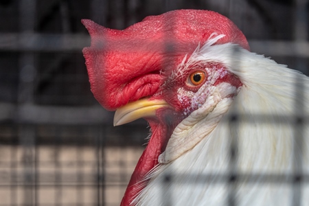 Large rooster or cockerel with red comb in a cage at a mini zoo at Dolphin Aquarium, Mumbai