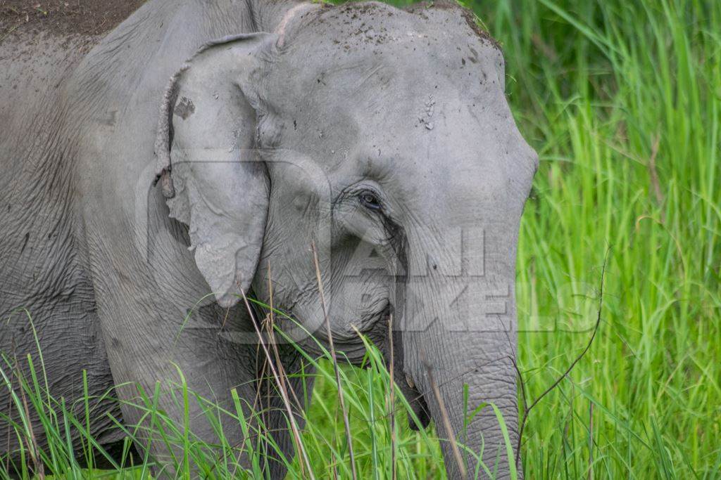 Wild Indian elephant in the green grass at Kaziranga National Park in Assam