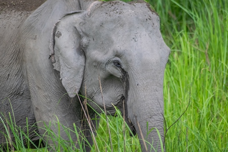 Wild Indian elephant in the green grass at Kaziranga National Park in Assam