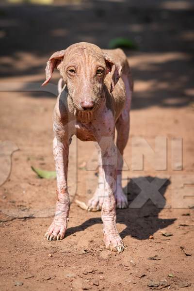 Indian street dog puppy or stray pariah dog with mange or skin infection, Maharashtra, India, 2022
