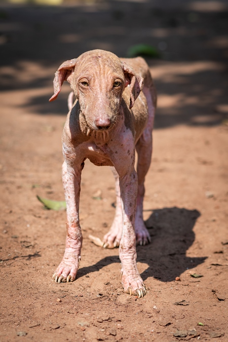 Indian street dog puppy or stray pariah dog with mange or skin infection, Maharashtra, India, 2022