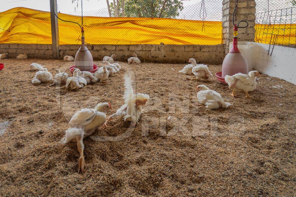 Crippled Indian broiler chickens in a shed on a poultry farm in Maharashtra in India, 2021