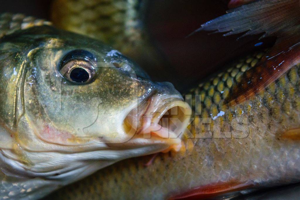 Alive fish on sale gasping in distress at the Mothers