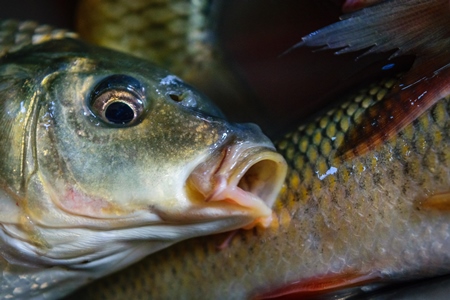 Alive fish on sale gasping in distress at the Mothers