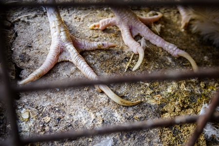 Close up of overgrown nails of Indian broiler chickens in cages outside a small chicken shop in Jaipur, India, 2022