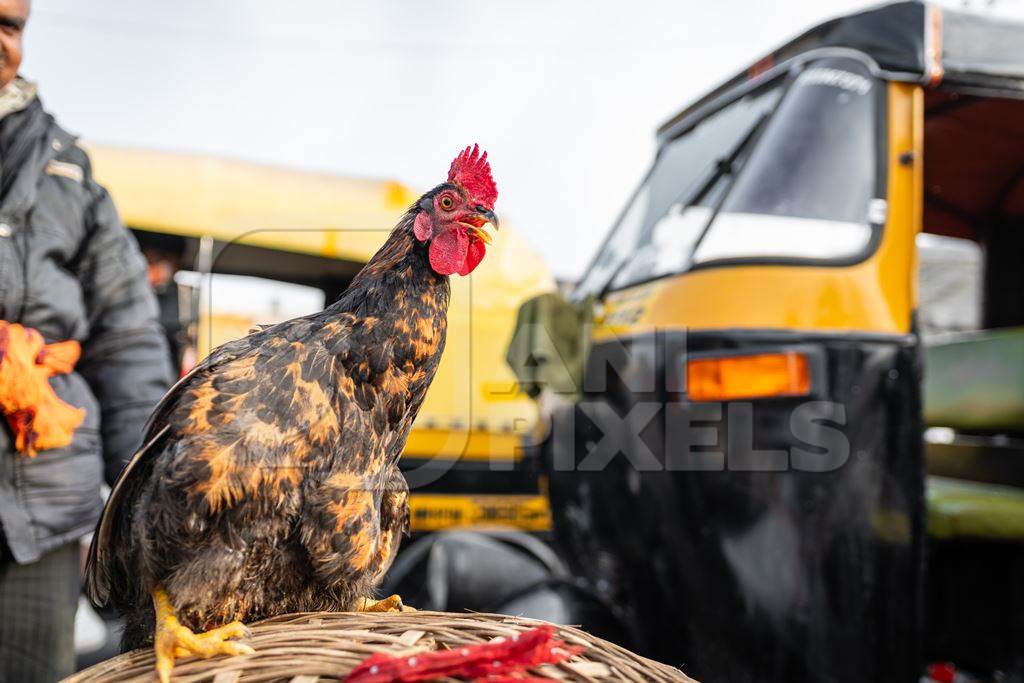 Indian chicken for sale at Wagholi bird market, Pune, Maharashtra, India, 2024