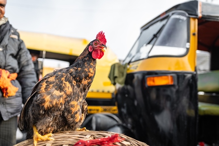 Indian chicken for sale at Wagholi bird market, Pune, Maharashtra, India, 2024