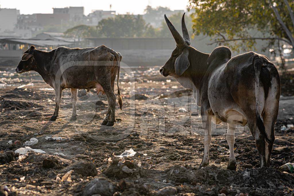 Indian street or stray cows or bullocks with large horns on wasteground and garbage dump, Ghazipur, Delhi, India, 2022