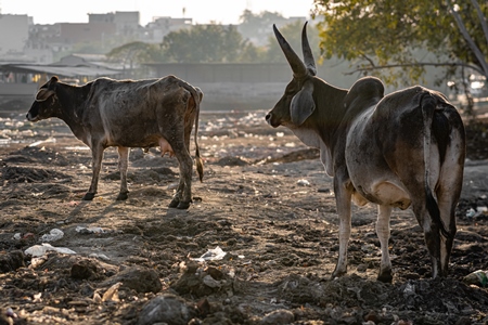 Indian street or stray cows or bullocks with large horns on wasteground and garbage dump, Ghazipur, Delhi, India, 2022