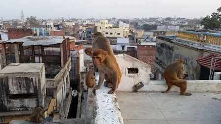 Macaque monkeys playing on rooftop