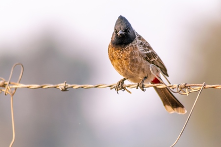 Indian red vented bulbul bird sitting on a wire in the rural countryside of the Bishnoi villages in Rajasthan in India