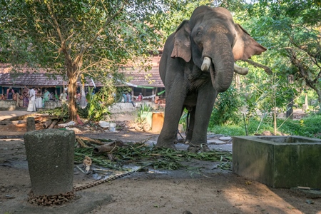 Captive elephant in chains at an elephant camp in Guruvayur in Kerala to be used for temples and religious festivals