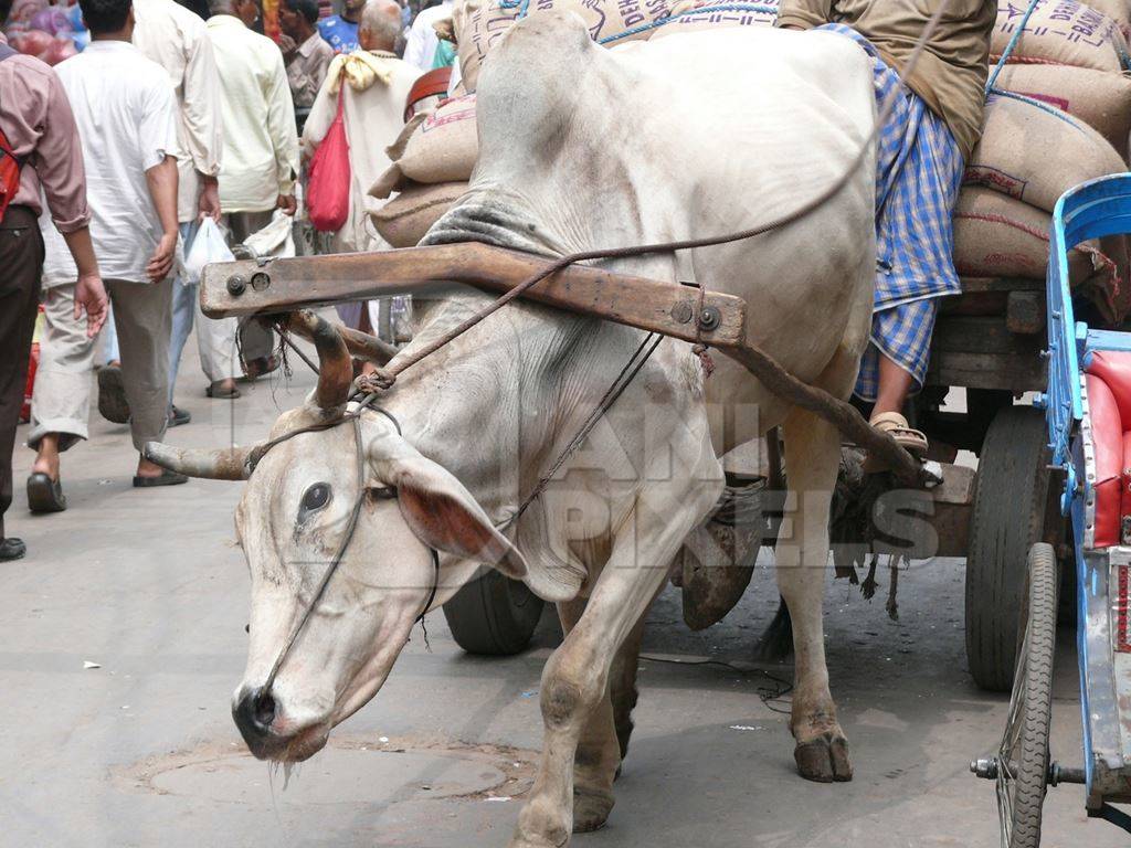 White bullock struggling to pull cart in road