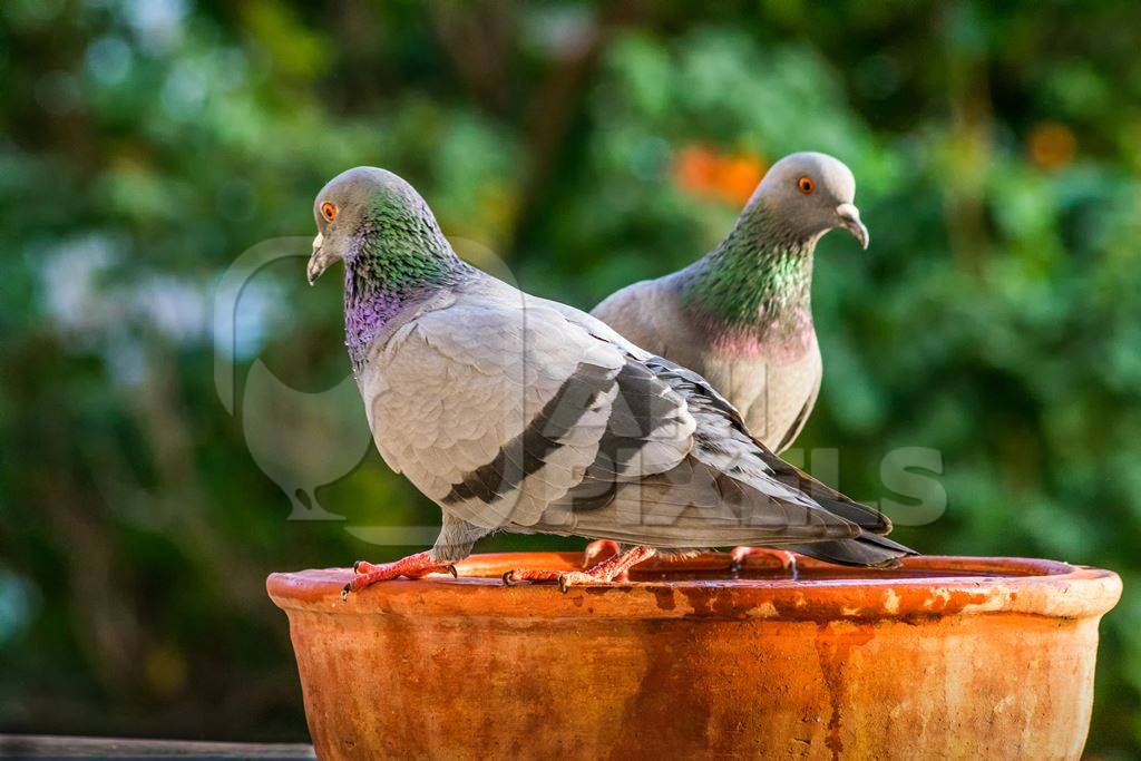 Thirsty urban Indian pigeons drinking from a clay water bowl pot