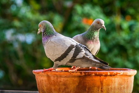 Thirsty urban Indian pigeons drinking from a clay water bowl pot