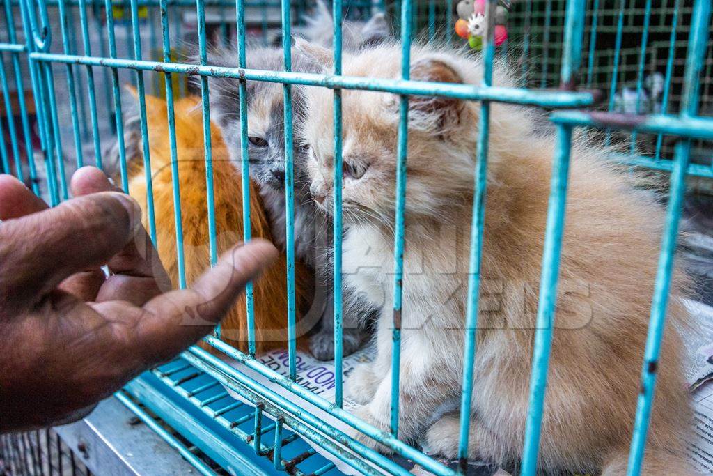 Man pointing at persian pedigree kittens in cage on sale as pets at Crawford pet market in Mumbai India