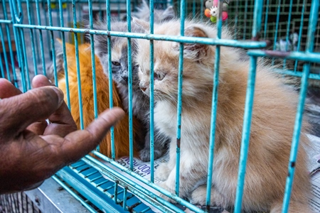 Man pointing at persian pedigree kittens in cage on sale as pets at Crawford pet market in Mumbai India