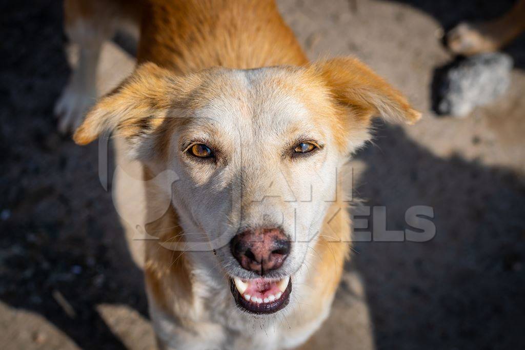 Face of Indian street or stray dog looking up at camera in urban city in India